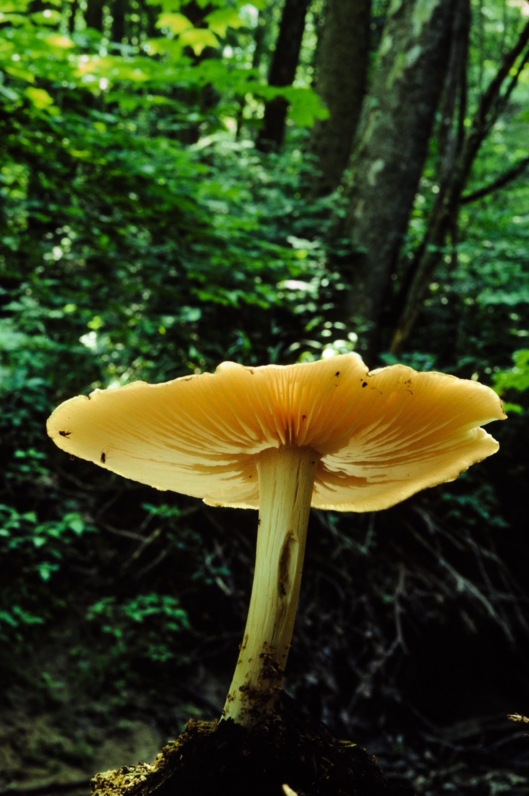 Fungus in Woodland Bog, Hoosier National Forest, IN - Natural History Magazine