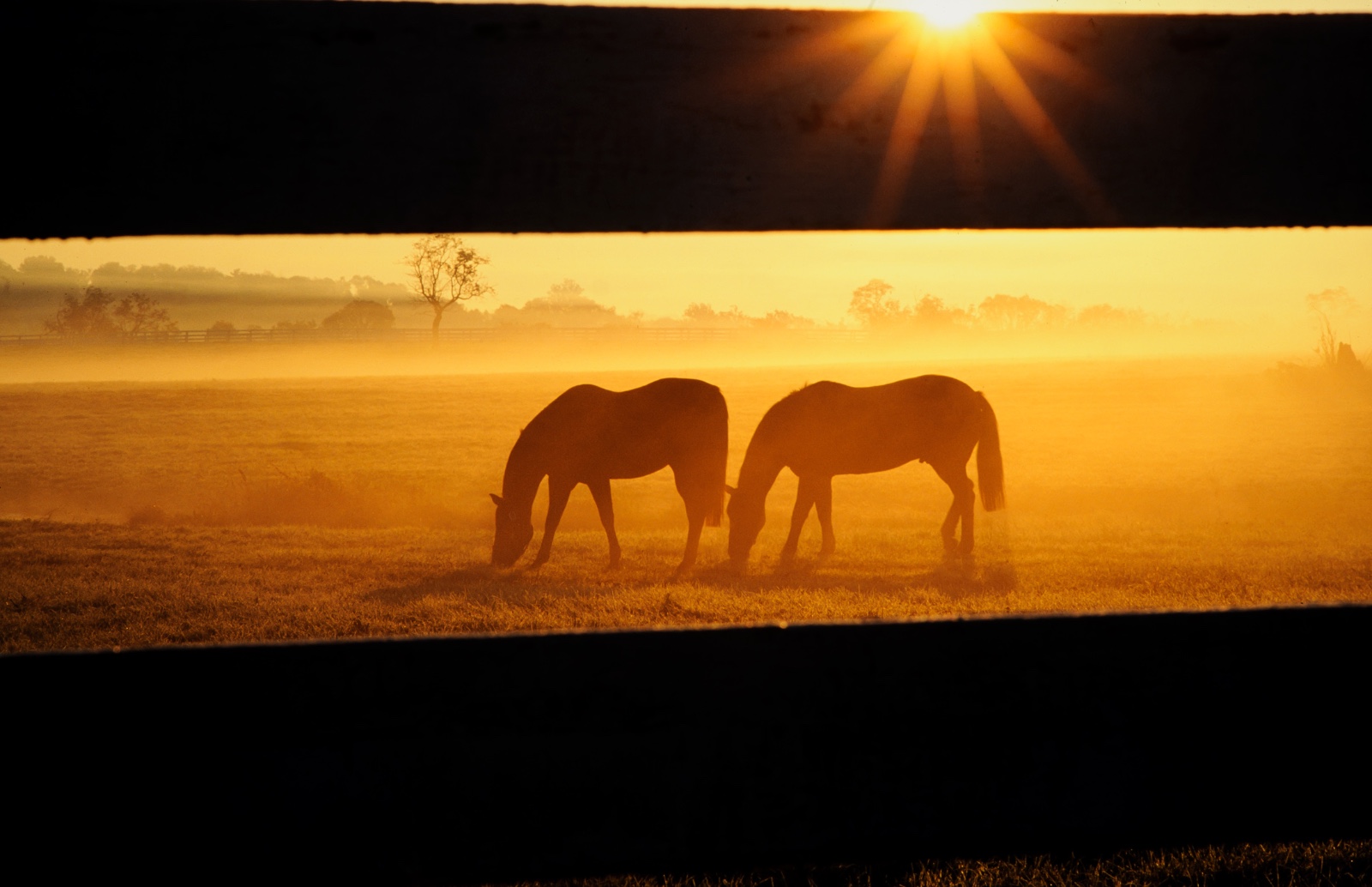 Kentucky Horse Park, Lexington