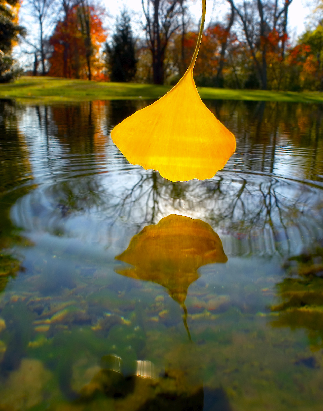 Ginko Leaf Above Fountain, Louisville, KY