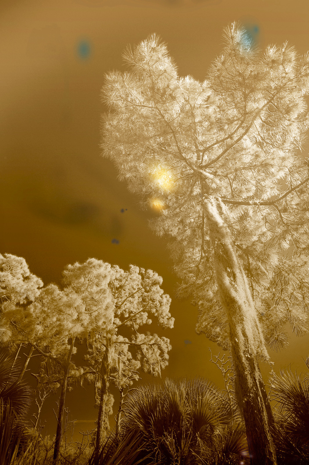 Pines