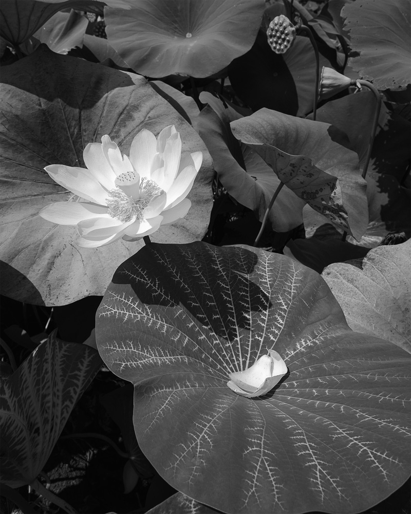 Waning Bloom, Chickasaw Park Lotus Pond, Louisville, KY USA