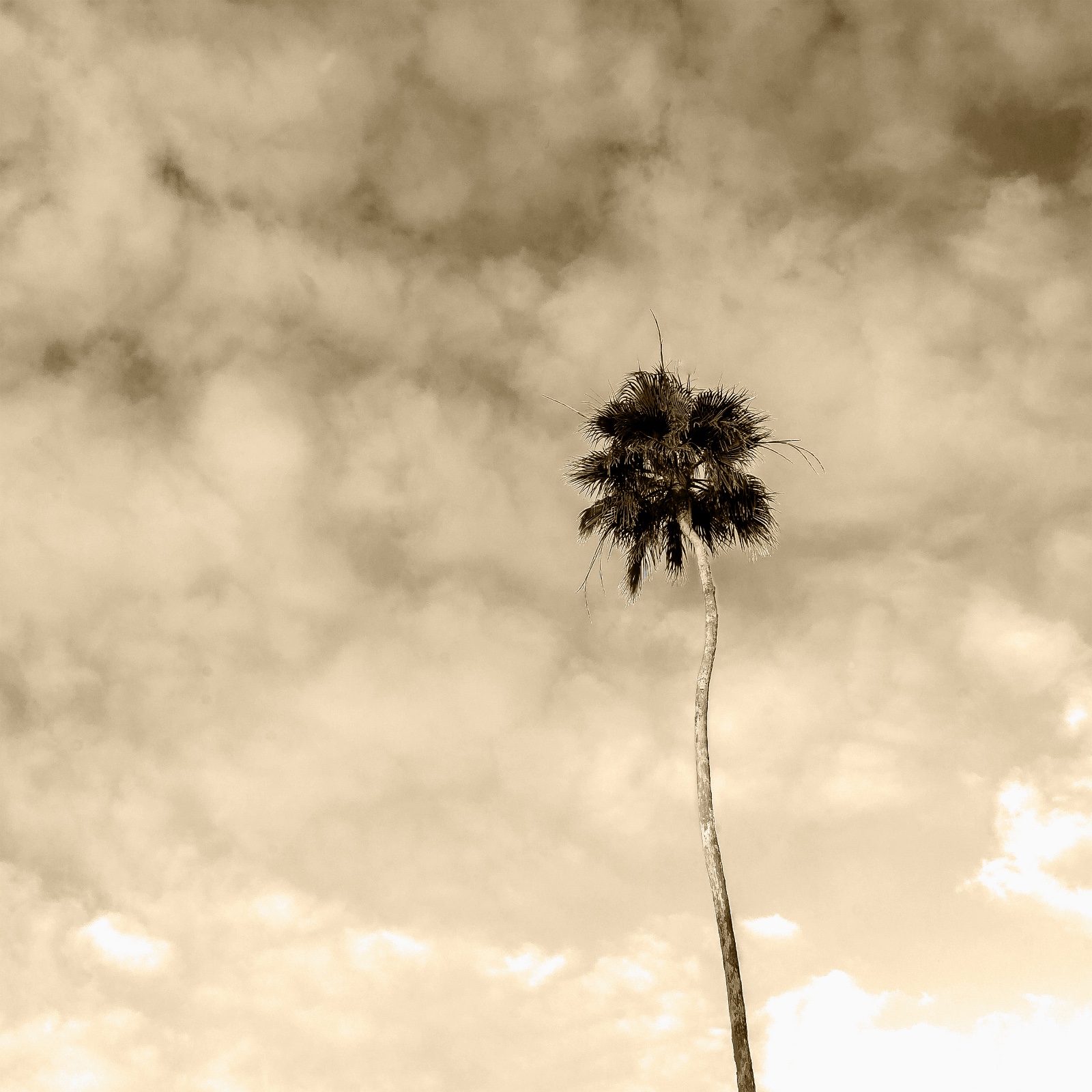 Palm